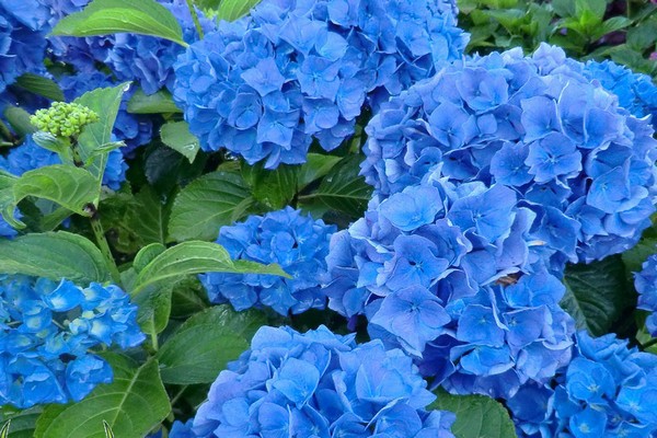 hydrangea large-leaved blooming