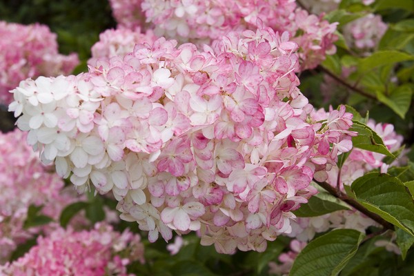 ang pinakamahusay na mga pagkakaiba-iba ng hydrangeas