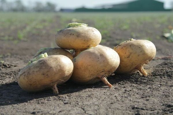 Turnip Petrovskaya planting and care