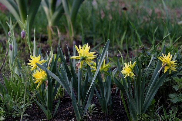 daffodil rip van winkle