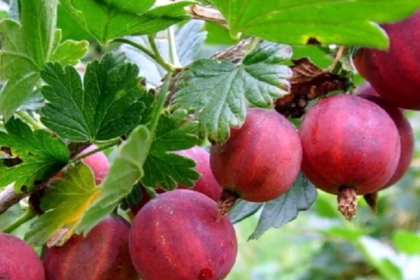 standard gooseberry how to grow