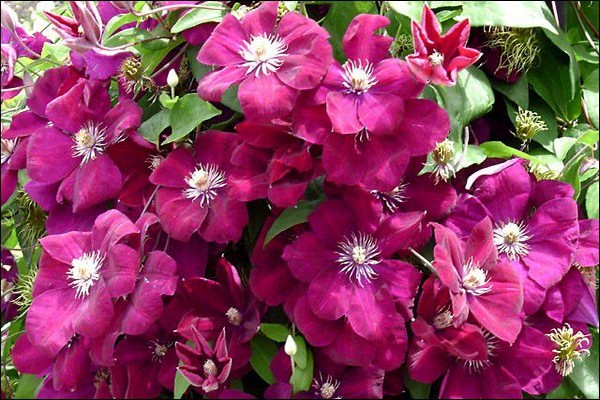 mga pagkakaiba-iba ng clematis para sa siberia