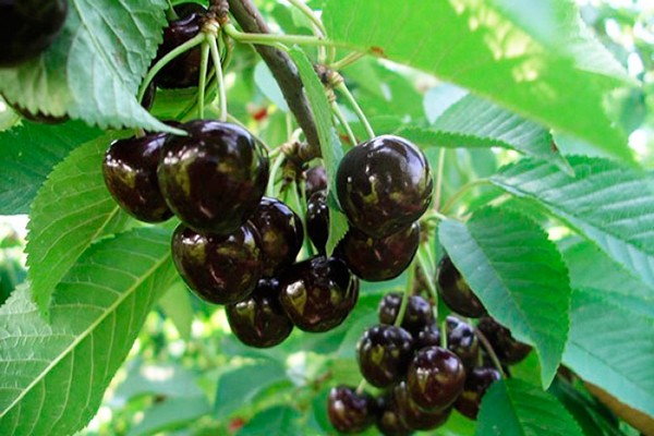 variétés de cerises