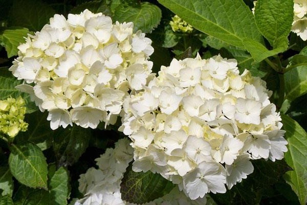 hydrangea malaking-lebadura na pagtatanim + at pangangalaga