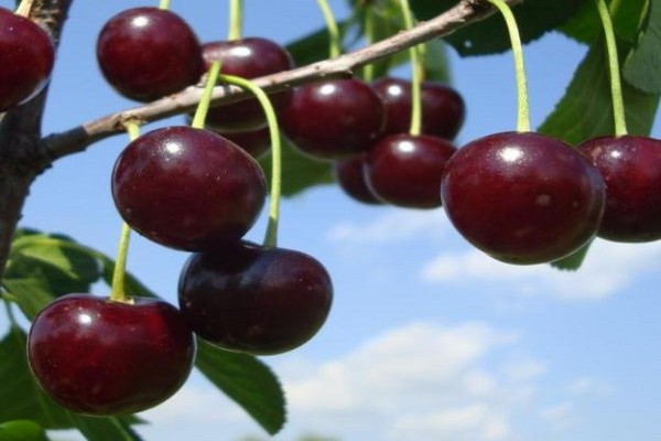 mga varieties ng cherry