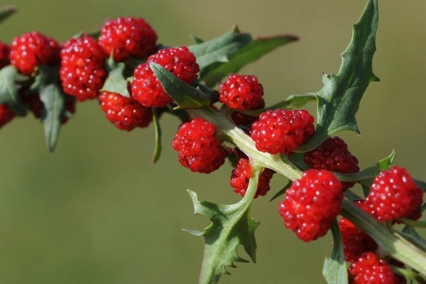 épinards aux fraises