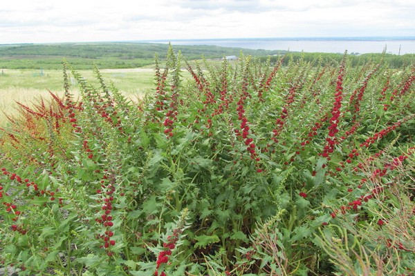 épinards framboise