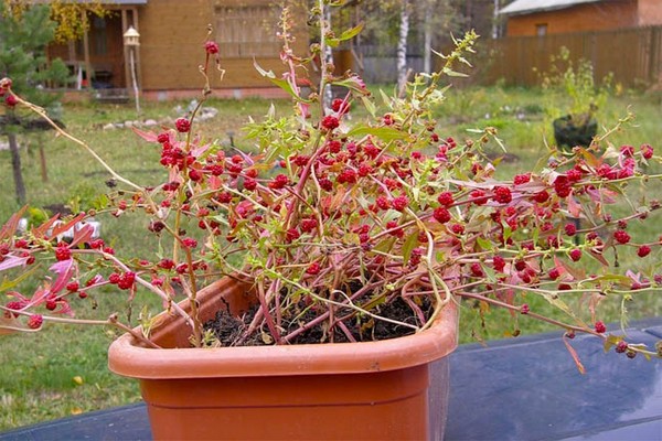 Épinards Framboise