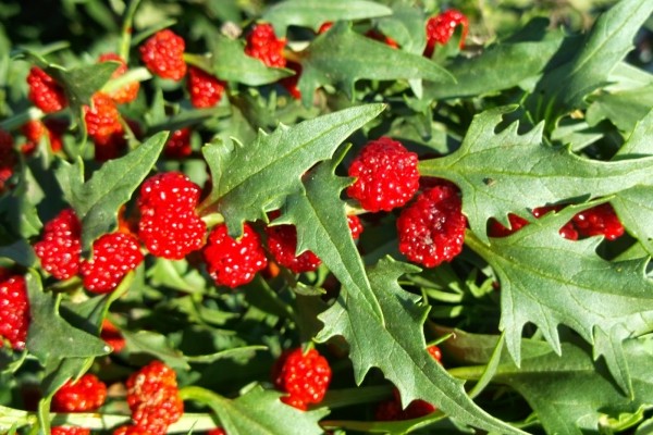 épinards-framboise fraise