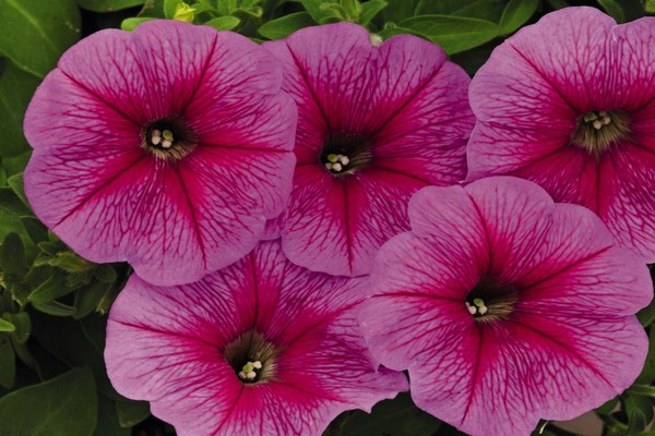 petunia ampelous uspjeh