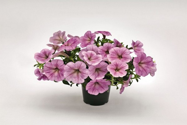 petunia ampelous uspjeh