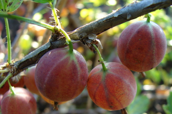 standard gooseberry care