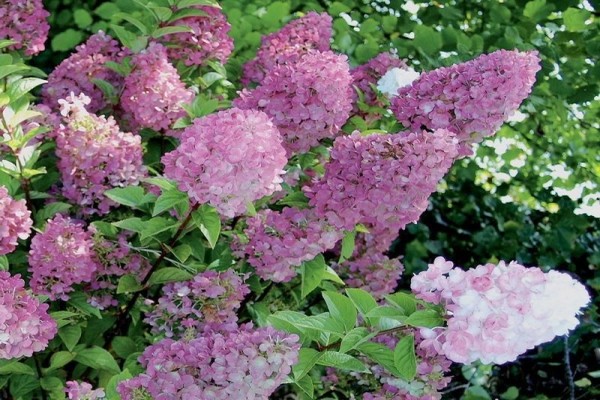 the best varieties of hydrangeas