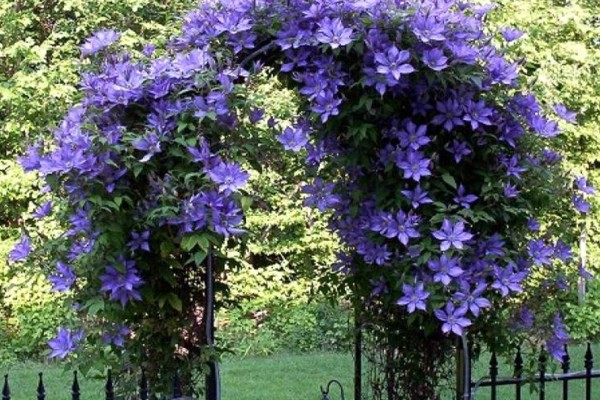 clematis care