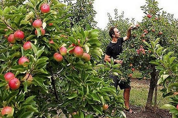 apple seeds