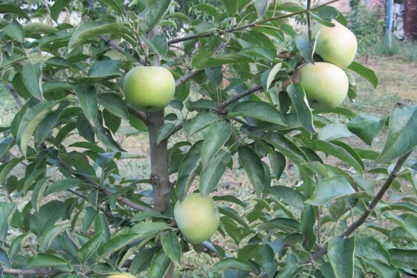 apple variety semerenko