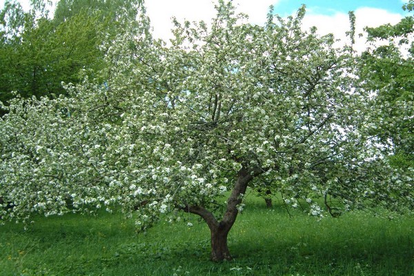 apple variety semerenko