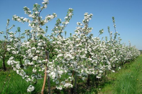 apple variety semerenko