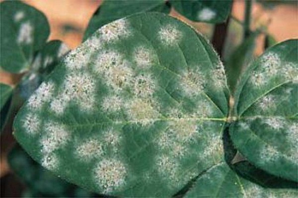 fungal diseases of clematis