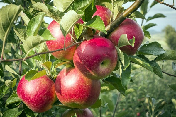 hit parade ng mga apple variety