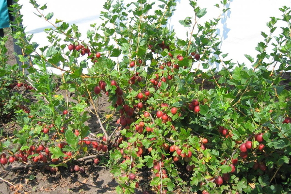 how to make a standard gooseberry