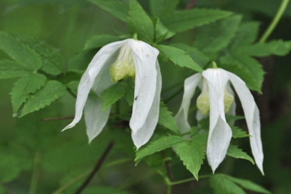 Clematis Knyazhik - predstavnik zeljastih usjeva