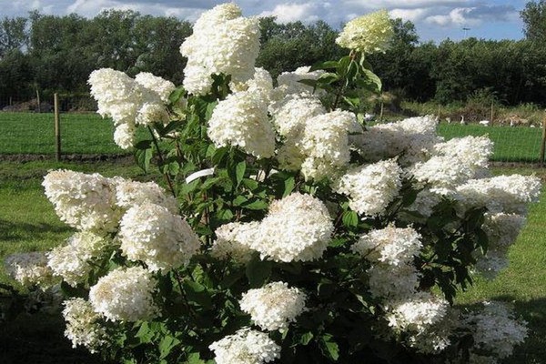 the best varieties of hydrangeas