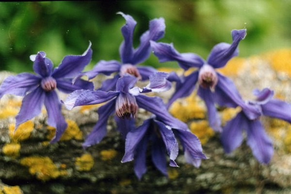 mga pagkakaiba-iba ng clematis