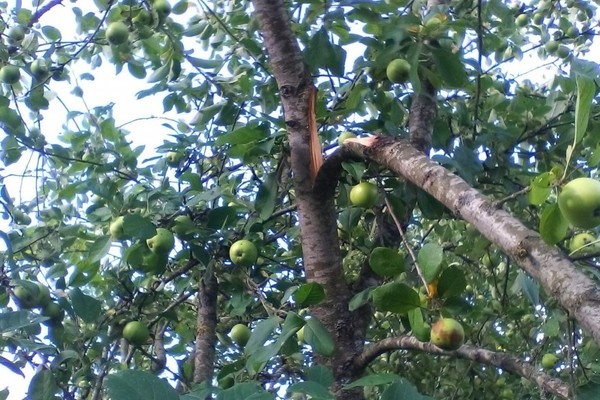 The branch of the apple tree broke what to do