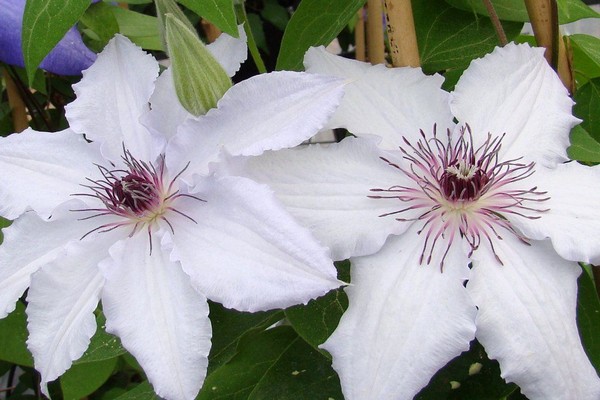 Clematis brennt weiß