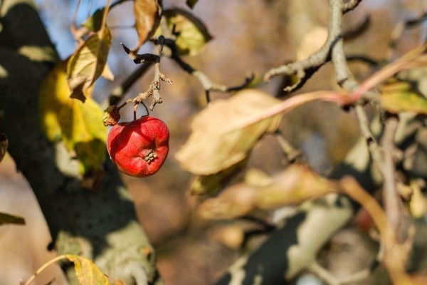 leaves dry + on an apple tree