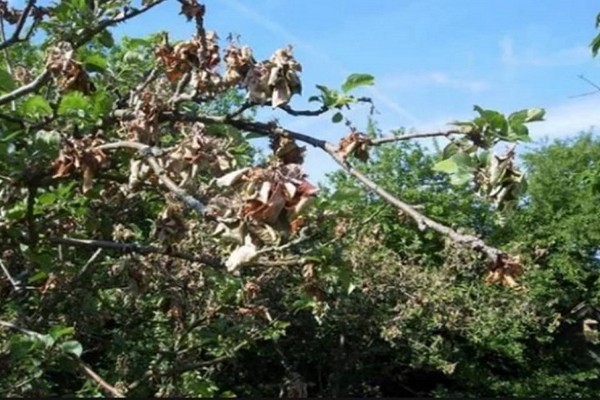 why does the apple tree dry