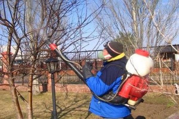 the apple tree dries + what to do