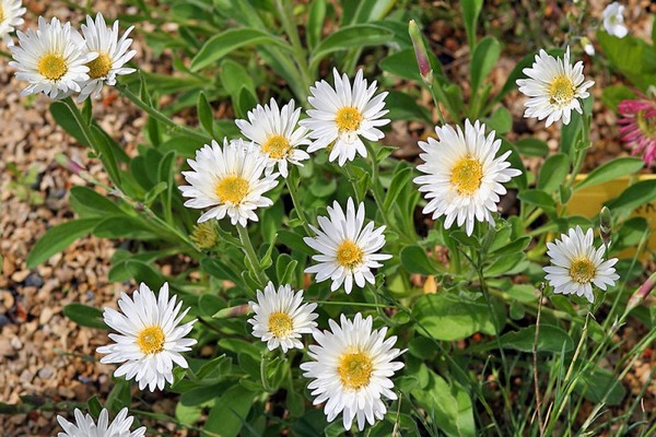 aster alpine photo