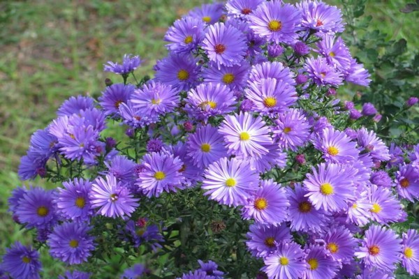 alpine aster pangmatagalan