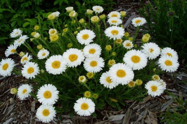 aster alpine care