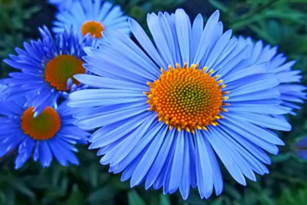 aster alpine photo