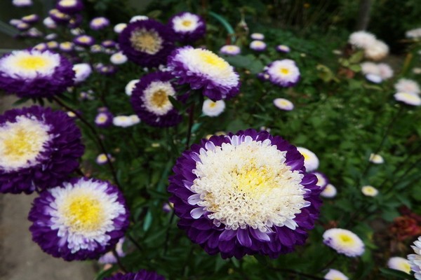 alpine aster