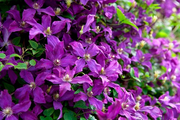 clematis polish spirit description + and photo