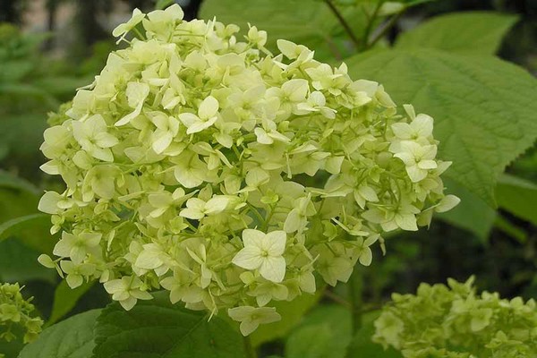 hydrangea