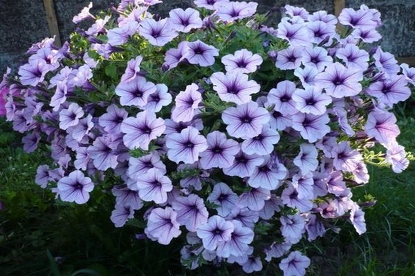 petunias