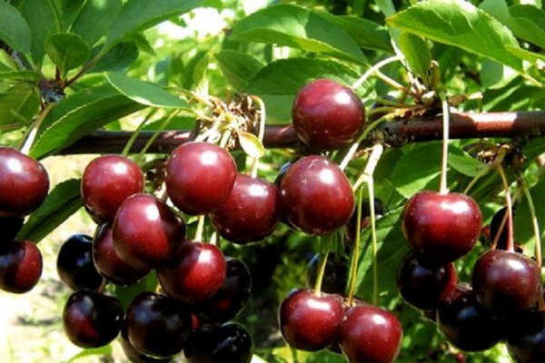 variétés de cerises