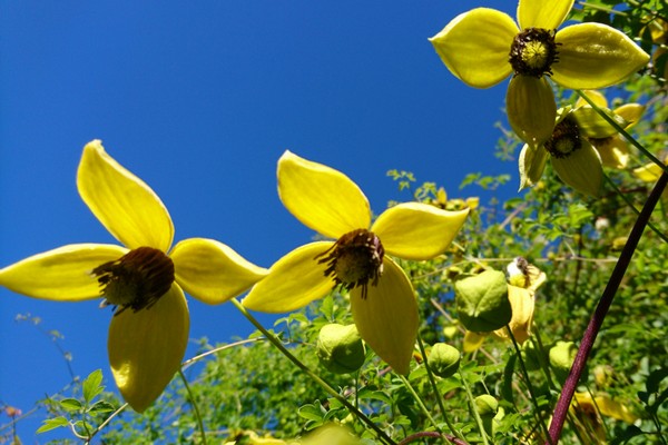 clematis varieties + with photo