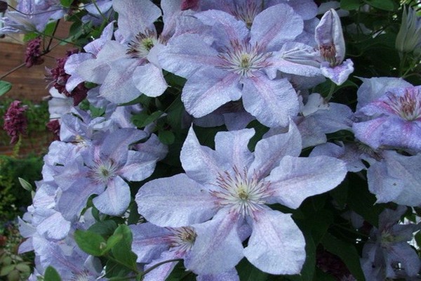 varieties of clematis