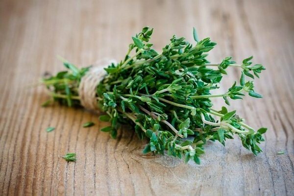 thyme photo