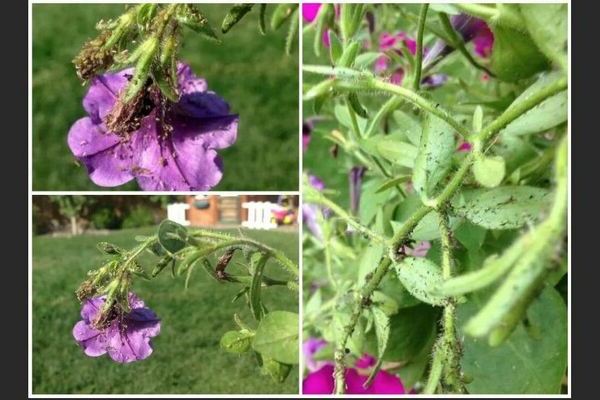 Aphids sa petunia: kung paano mapupuksa