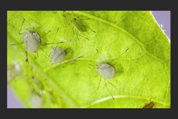 Aphids sa petunia: kung paano mapupuksa