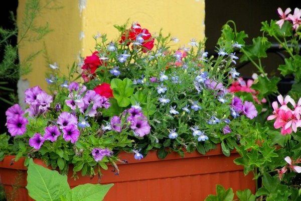 Aphids on petunia: how to treat