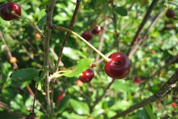 Dots on cherry