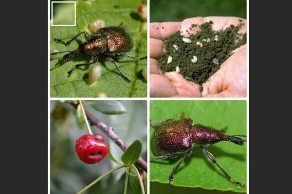 Punkte auf Kirschen